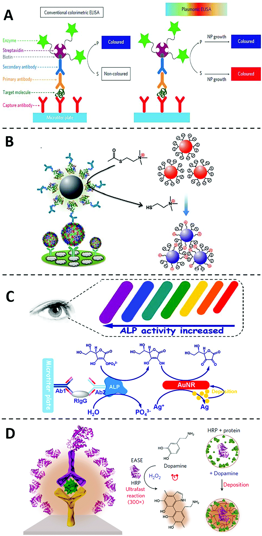 Recent advances in nanomaterial-enhanced enzyme-linked immunosorbent ...