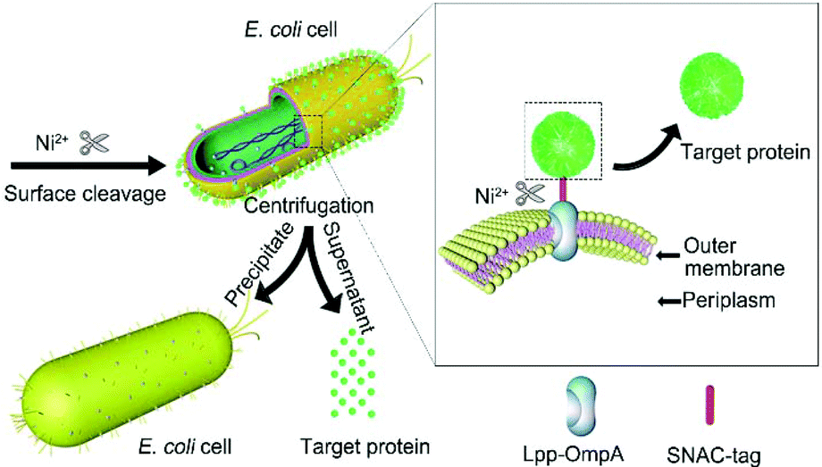 A Simplified Protein Purification Method Through Nickel Cleavage Of The Recombinant Protein From The Escherichia Coli Cell Surface Analyst Rsc Publishing