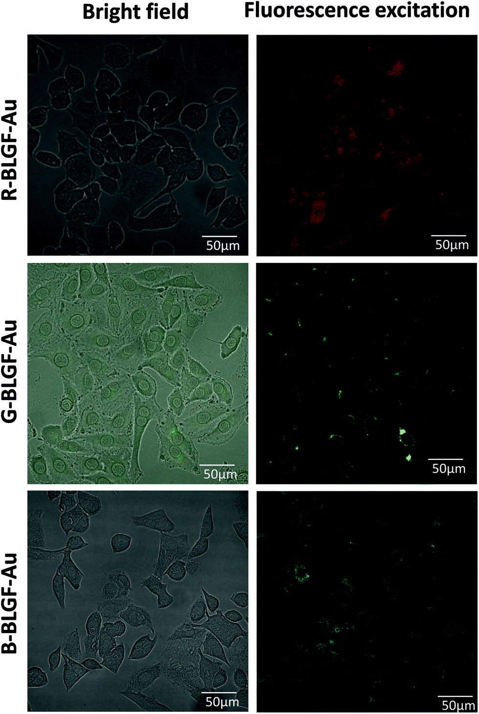 B Lactoglobulin Amyloid Fibril Templated Gold Nanoclusters For Cellular Multicolor Fluorescence Imaging And Colorimetric Blood Glucose Assay Analyst Rsc Publishing