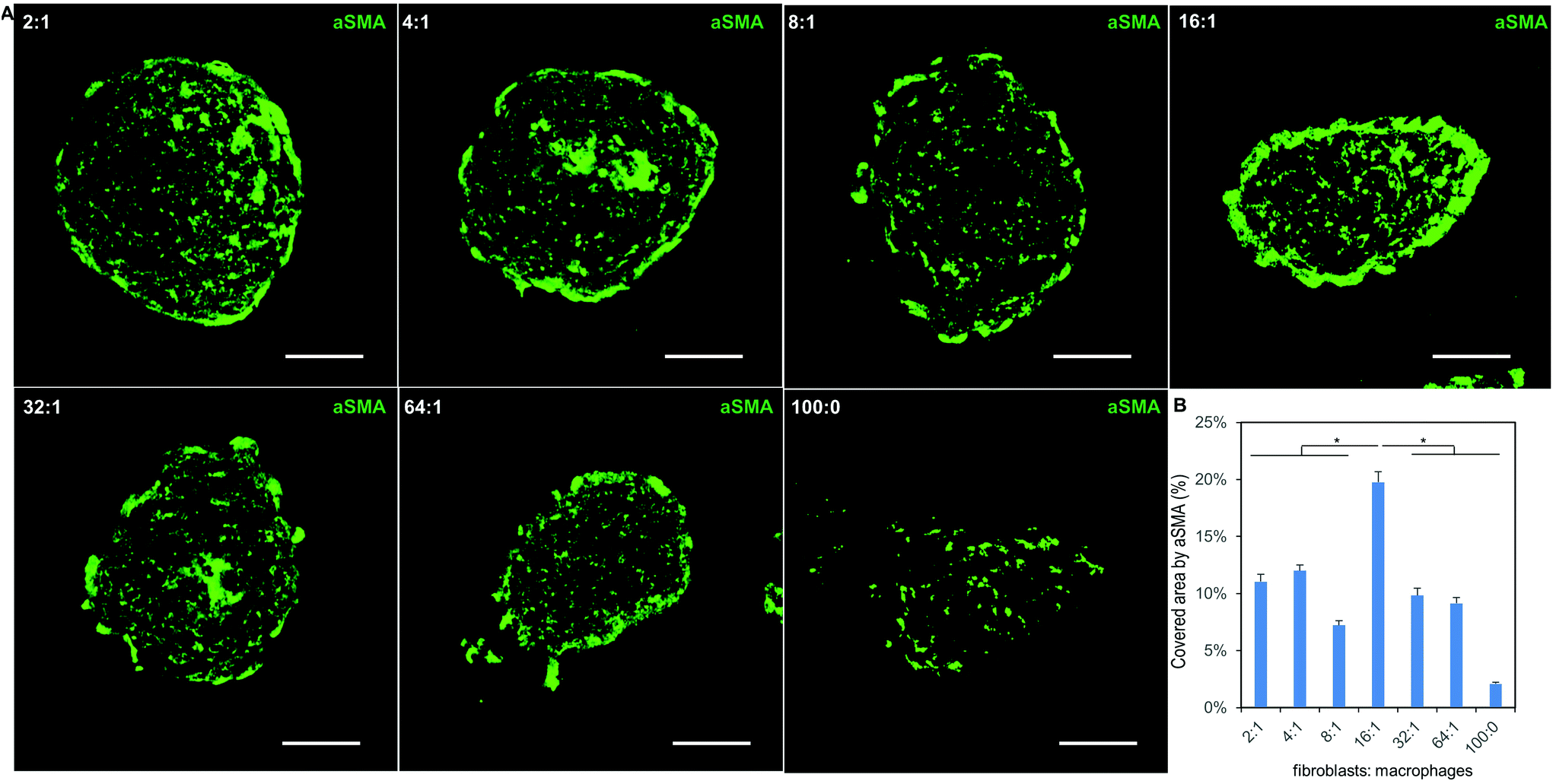 Human Fibroblast Macrophage Tissue Spheroids Demonstrate Ratio