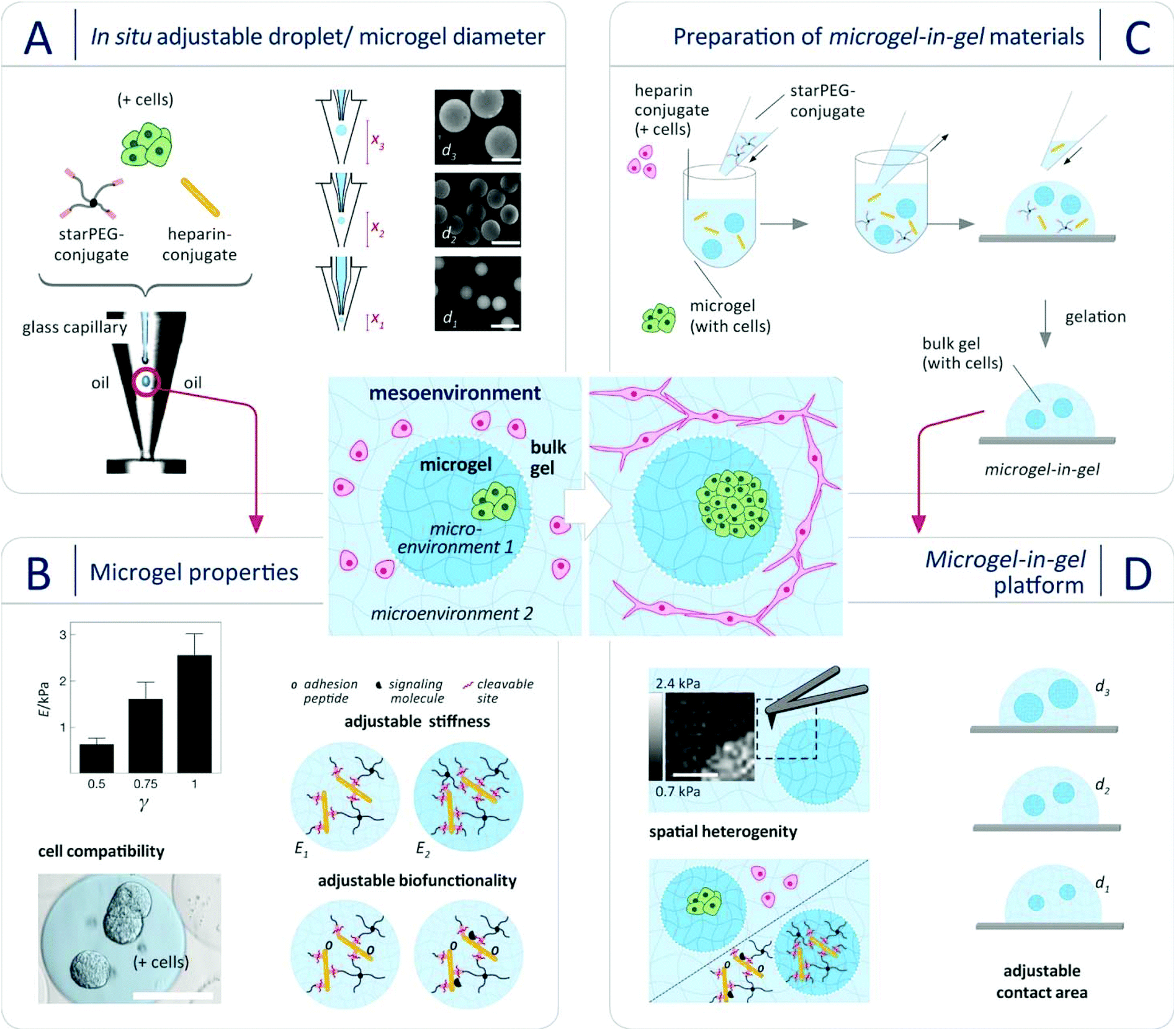 Multiphasic microgel-in-gel materials to recapitulate cellular ...