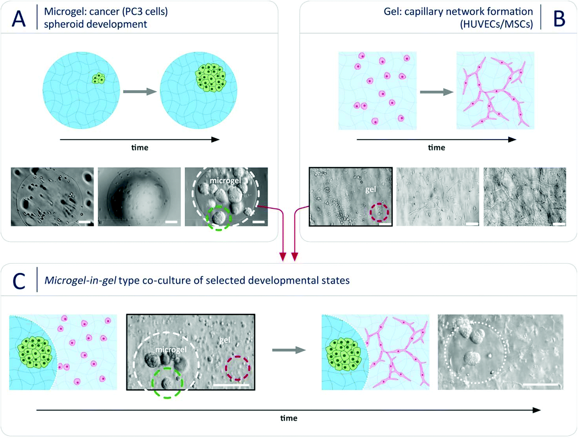 Multiphasic Microgel-in-gel Materials To Recapitulate Cellular ...