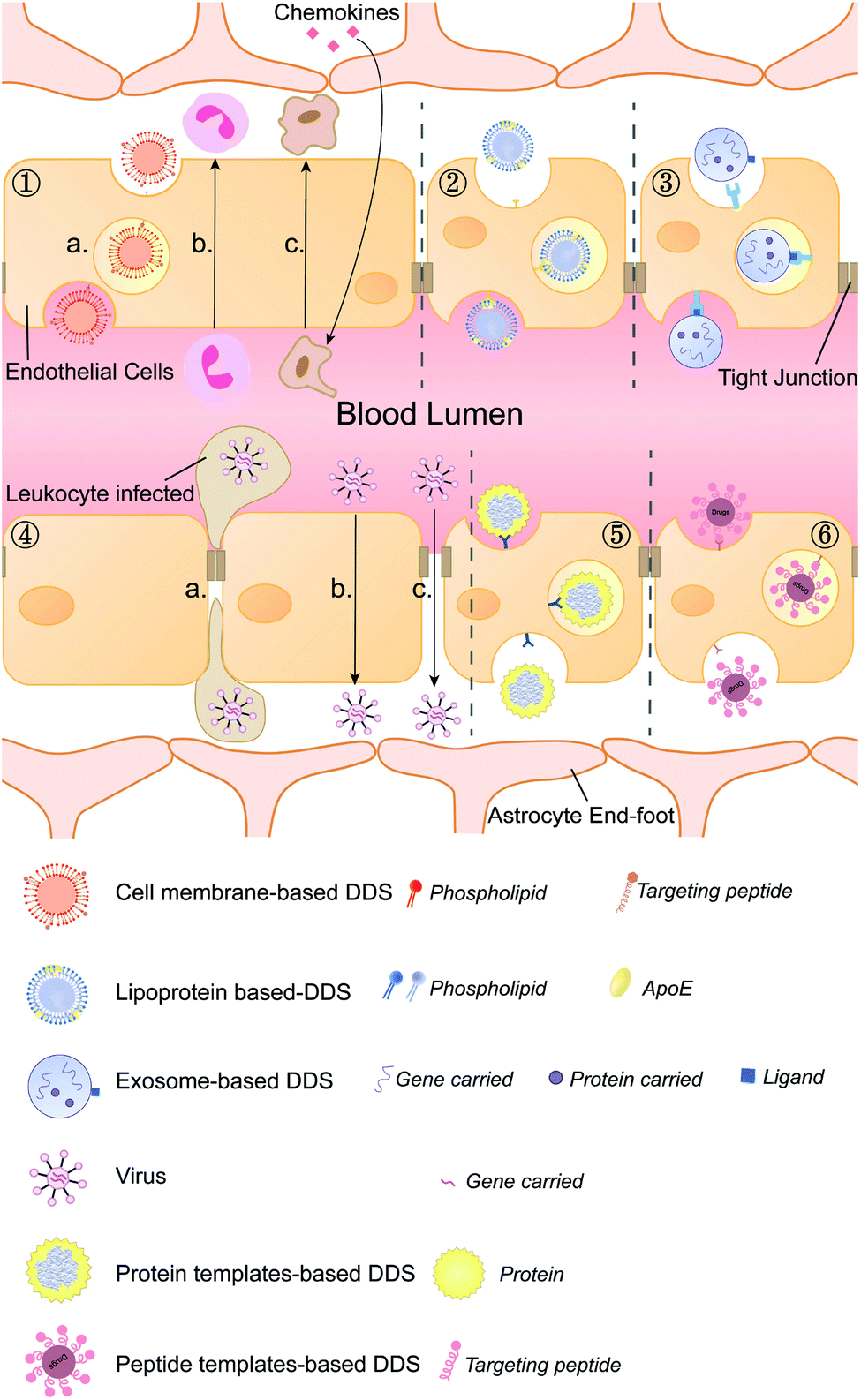 Biomimetic Drug Delivery Systems For The Management Of Brain Diseases Biomaterials Science Rsc Publishing