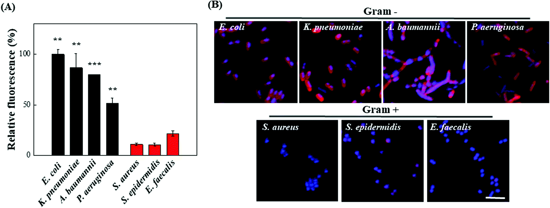 Ultra Fast And Universal Detection Of Gram Negative Bacteria In Complex Samples Based On Colistin Derivatives Biomaterials Science Rsc Publishing