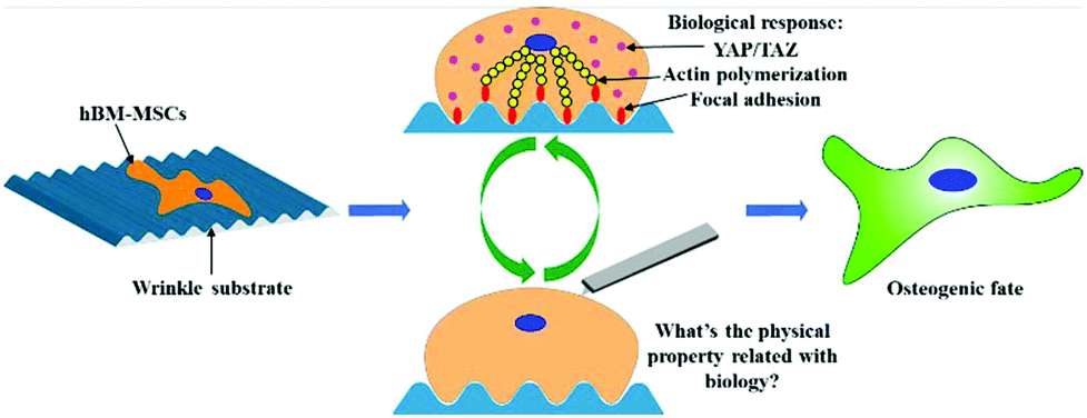 Topography Induced Stiffness Alteration Of Stem Cells Influences Osteogenic Differentiation Biomaterials Science Rsc Publishing