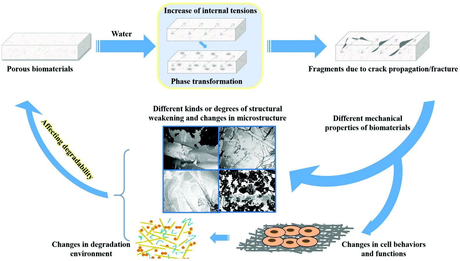 Influence Of The Mechanical Properties Of Biomaterials On Degradability Cell Behaviors And Signaling Pathways Current Progress And Challenges Biomaterials Science Rsc Publishing