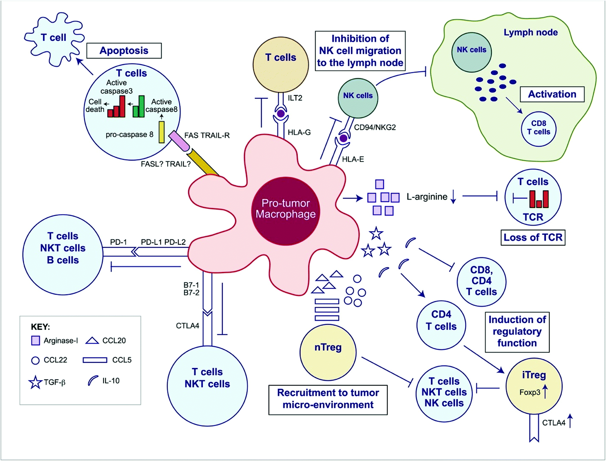 Immunostimulatory biomaterials to boost tumor immunogenicity ...