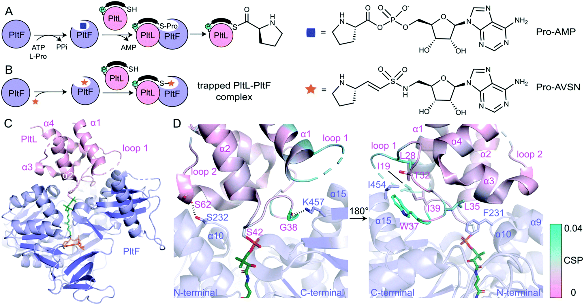 Dynamic visualization of type II peptidyl carrier protein recognition ...