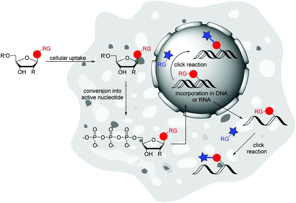 Labelling of DNA and RNA in the cellular environment by means of