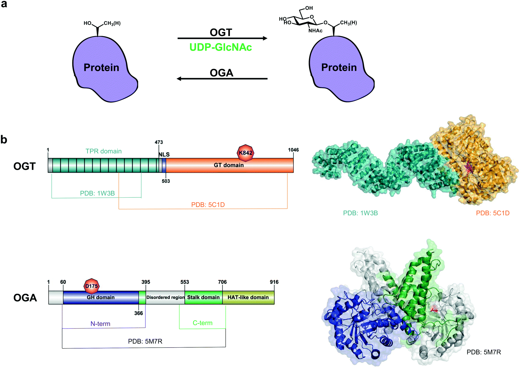 Tools For Functional Dissection Of Site Specific O Glcnacylation Rsc Chemical Biology Rsc Publishing