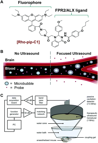In Vivo Delivery Of A Fluorescent Fpr2 Alx Targeted Probe Using Focused Ultrasound And Microbubbles To Image Activated Microglia Rsc Chemical Biology Rsc Publishing