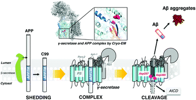 Substrate interaction inhibits γ-secretase production of amyloid-β ...