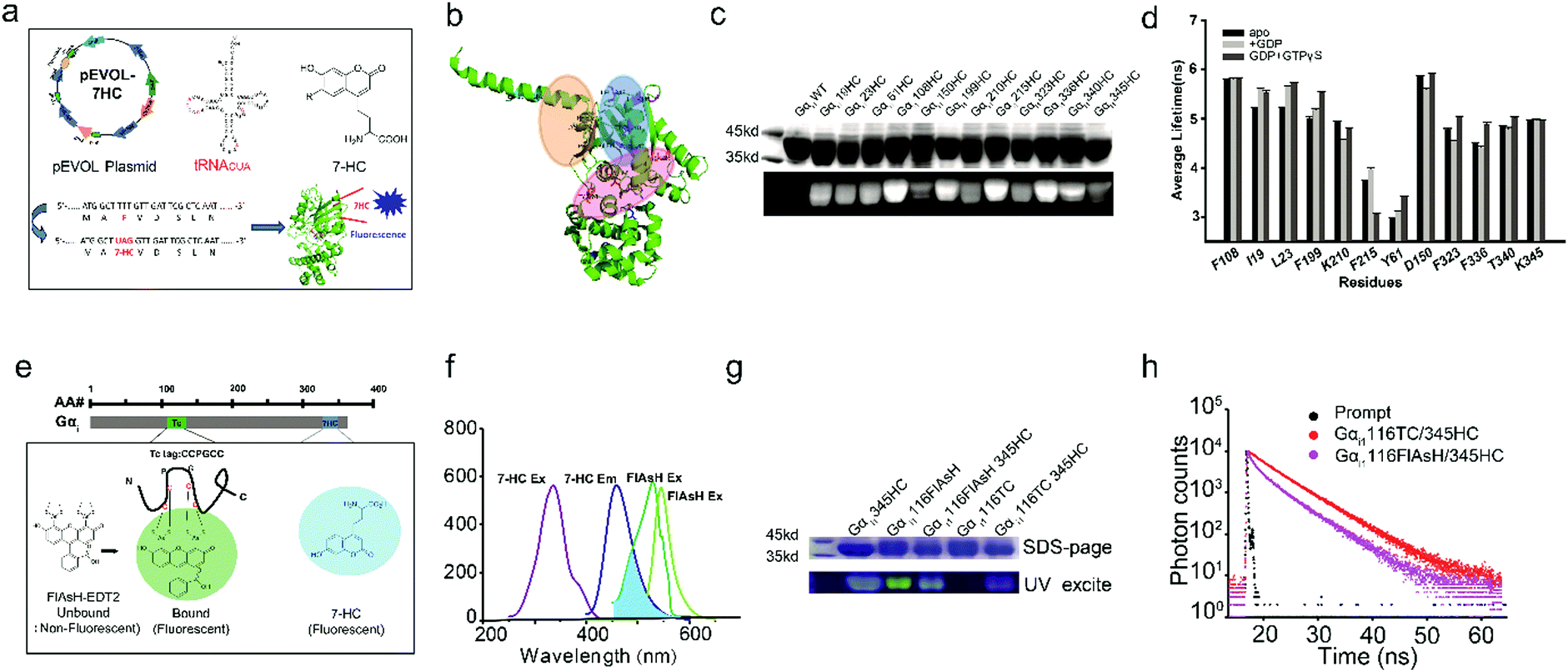 A Genetically Encoded Small Size Fluorescent Pair Reveals Allosteric Conformational Changes Of G Proteins Upon Its Interaction With Gpcrs By Fluorescence Lifetime Based Fret Chemical Communications Rsc Publishing
