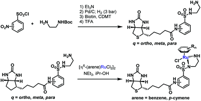 Evolution Of Strept Avidin Based Artificial Metalloenzymes In Organometallic Catalysis Chemical Communications Rsc Publishing
