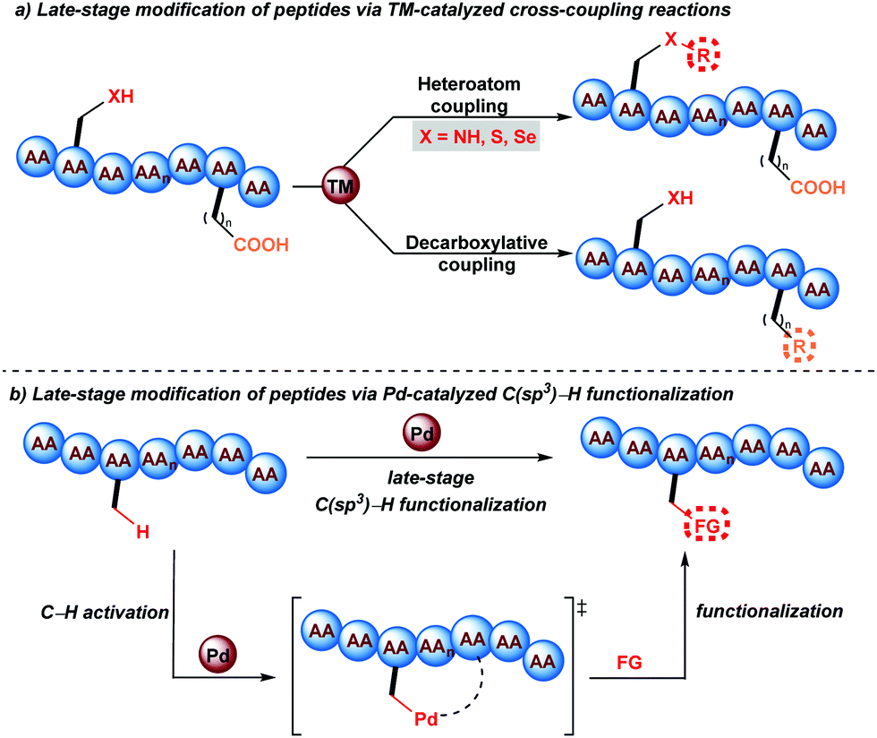 Late Stage Functionalization Of Peptides Via A Palladium Catalyzed C Sp3 H Activation Strategy Chemical Communications Rsc Publishing