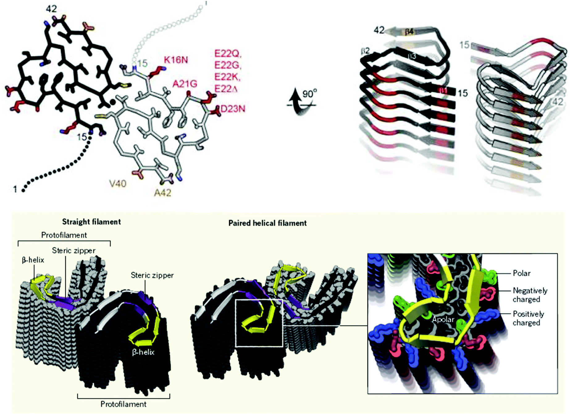 Half A Century Of Amyloids Past Present And Future Chemical Society Reviews Rsc Publishing