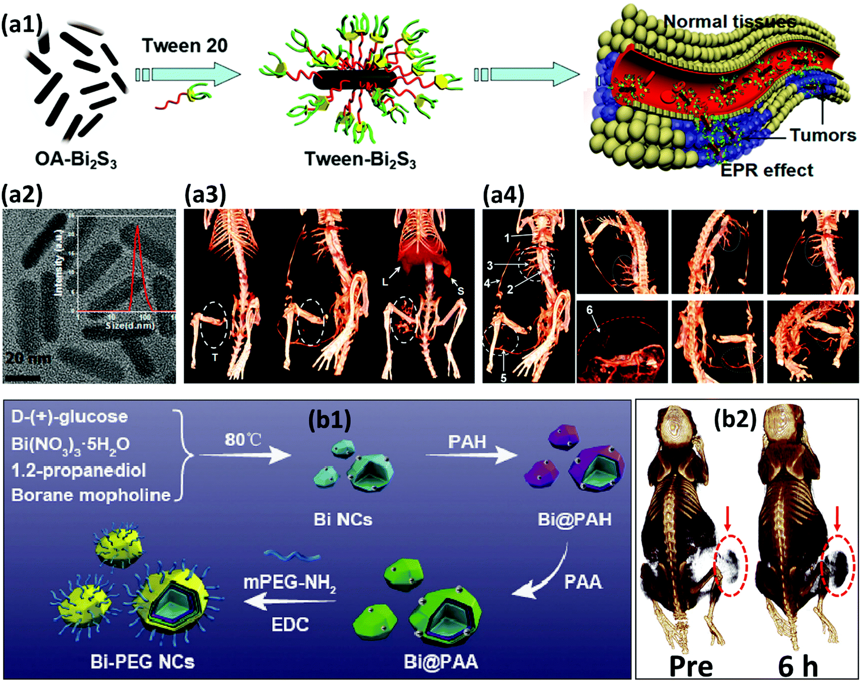 The Versatile Biomedical Applications Of Bismuth Based Nanoparticles And Composites Therapeutic Diagnostic Biosensing And Regenerative Properties Chemical Society Reviews Rsc Publishing