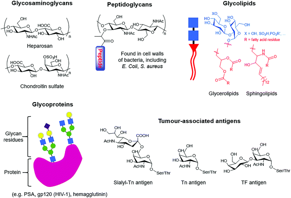 Correction: The challenges of glycan recognition with natural and ...