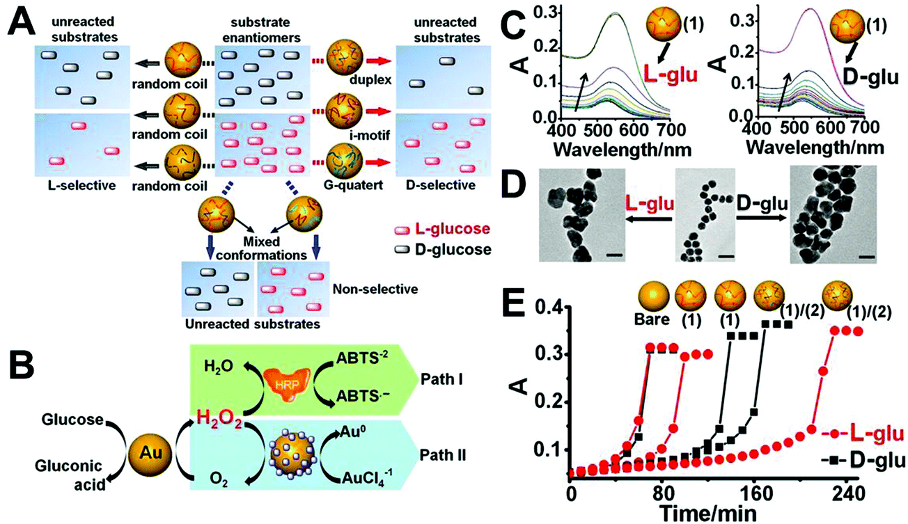 Stereospecific Interactions Between Chiral Inorganic Nanomaterials And Biological Systems Chemical Society Reviews Rsc Publishing