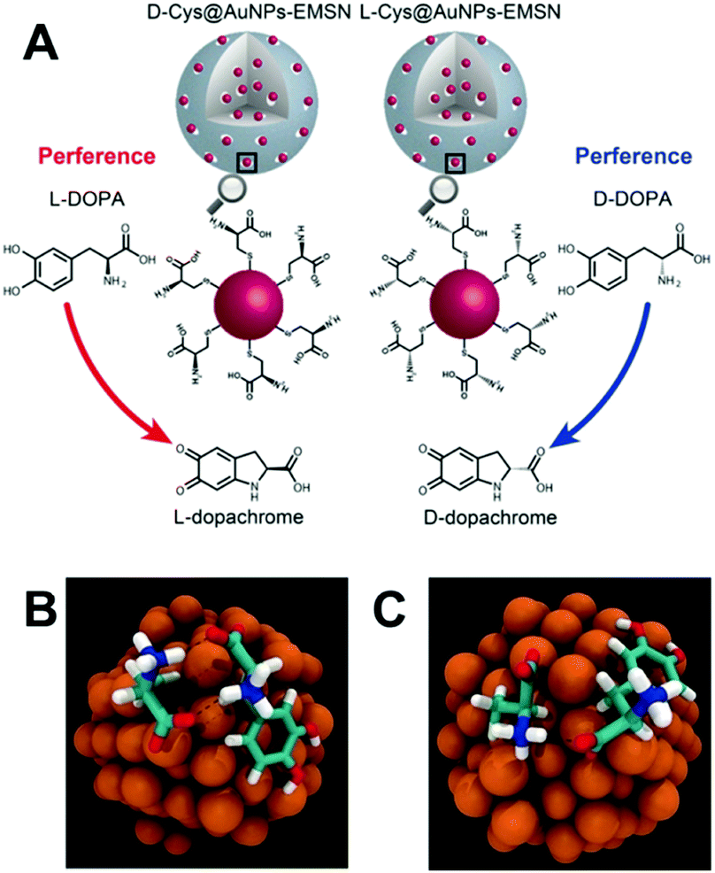 Stereospecific Interactions Between Chiral Inorganic Nanomaterials And Biological Systems Chemical Society Reviews Rsc Publishing