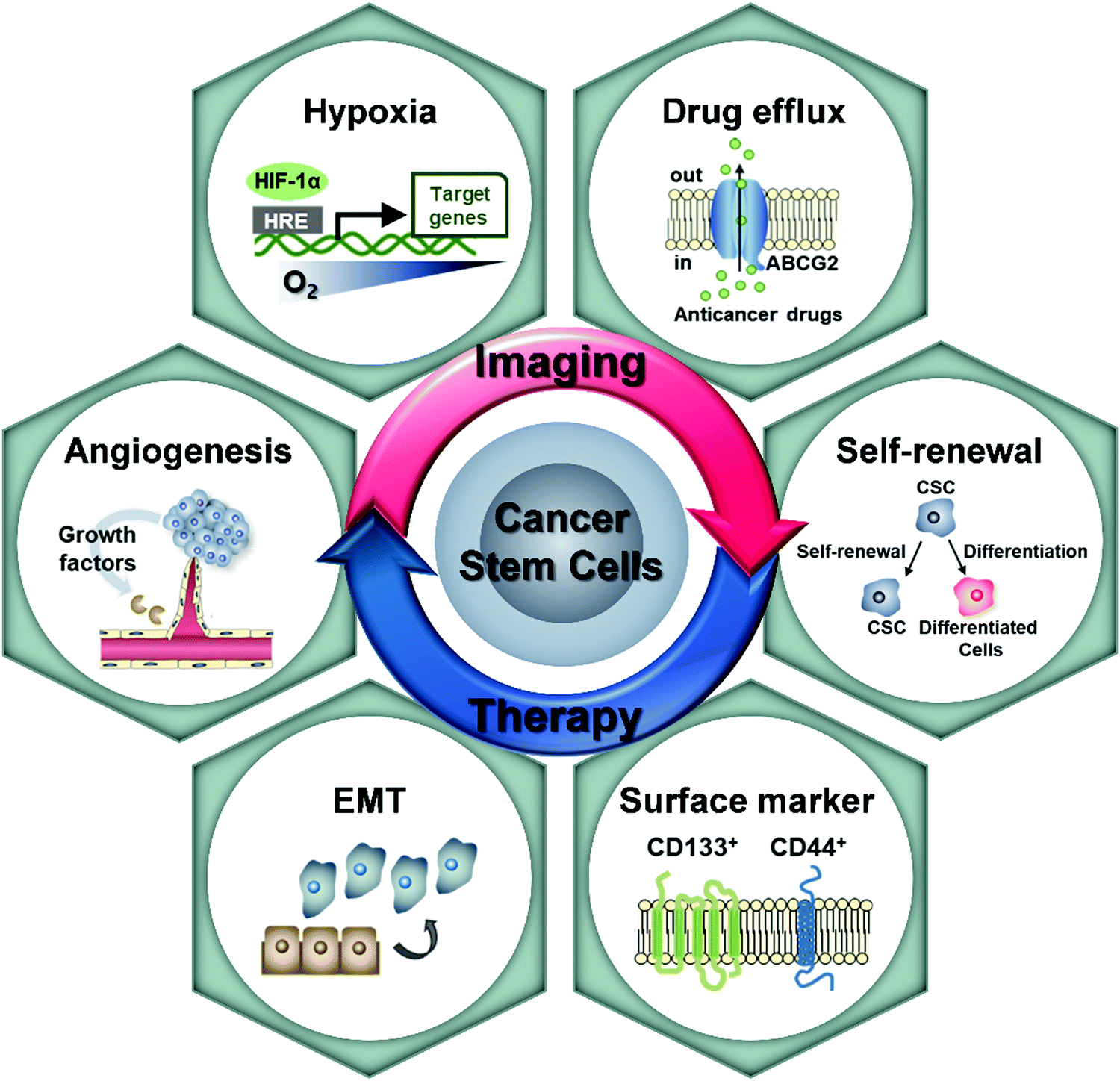 cancer stem cell research program