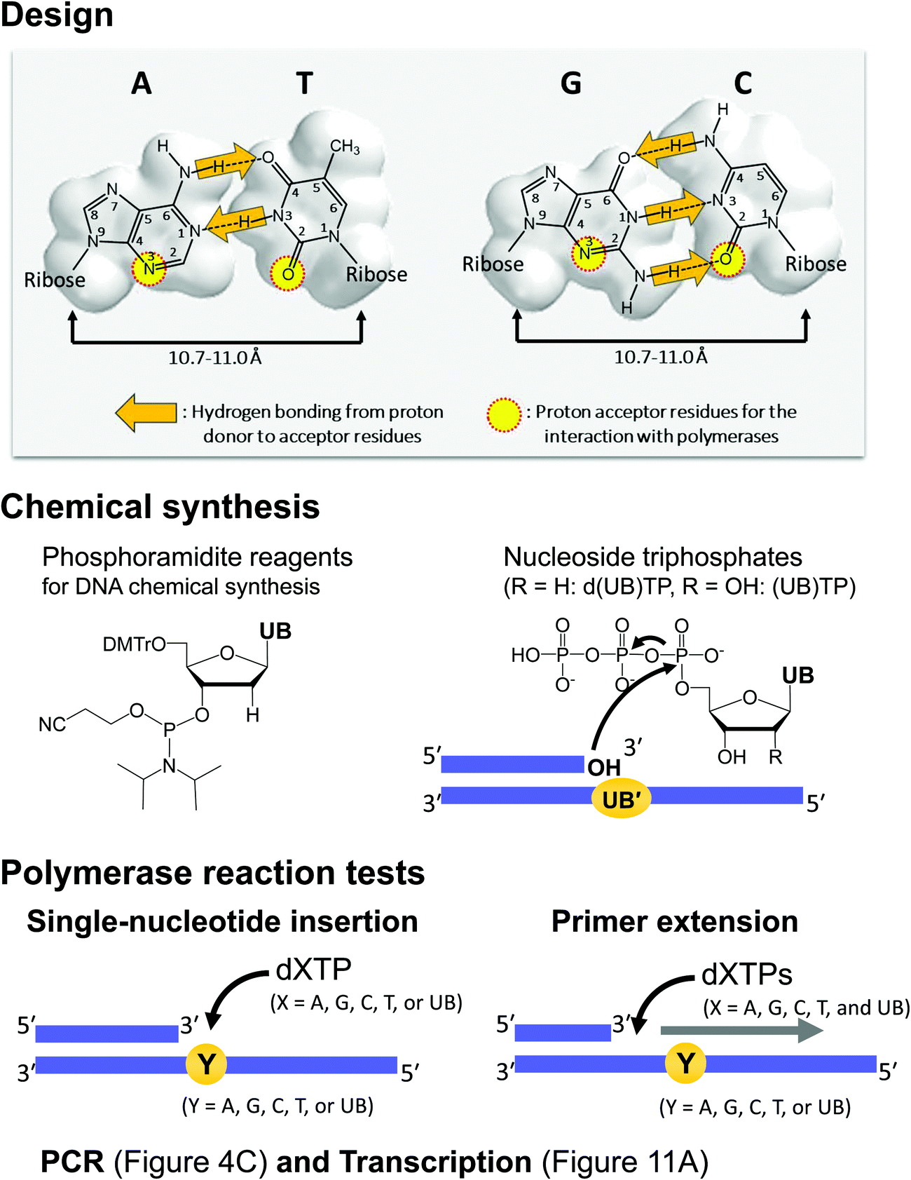 Genetic Alphabet Expansion Technology By Creating Unnatural Base Pairs Chemical Society Reviews Rsc Publishing