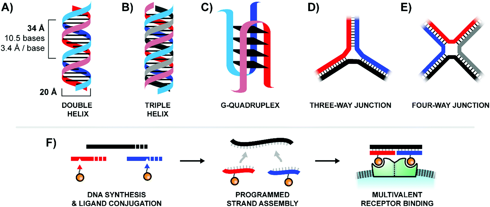 Nucleic Acid Constructs For The Interrogation Of Multivalent Protein Interactions Chemical Society Reviews Rsc Publishing