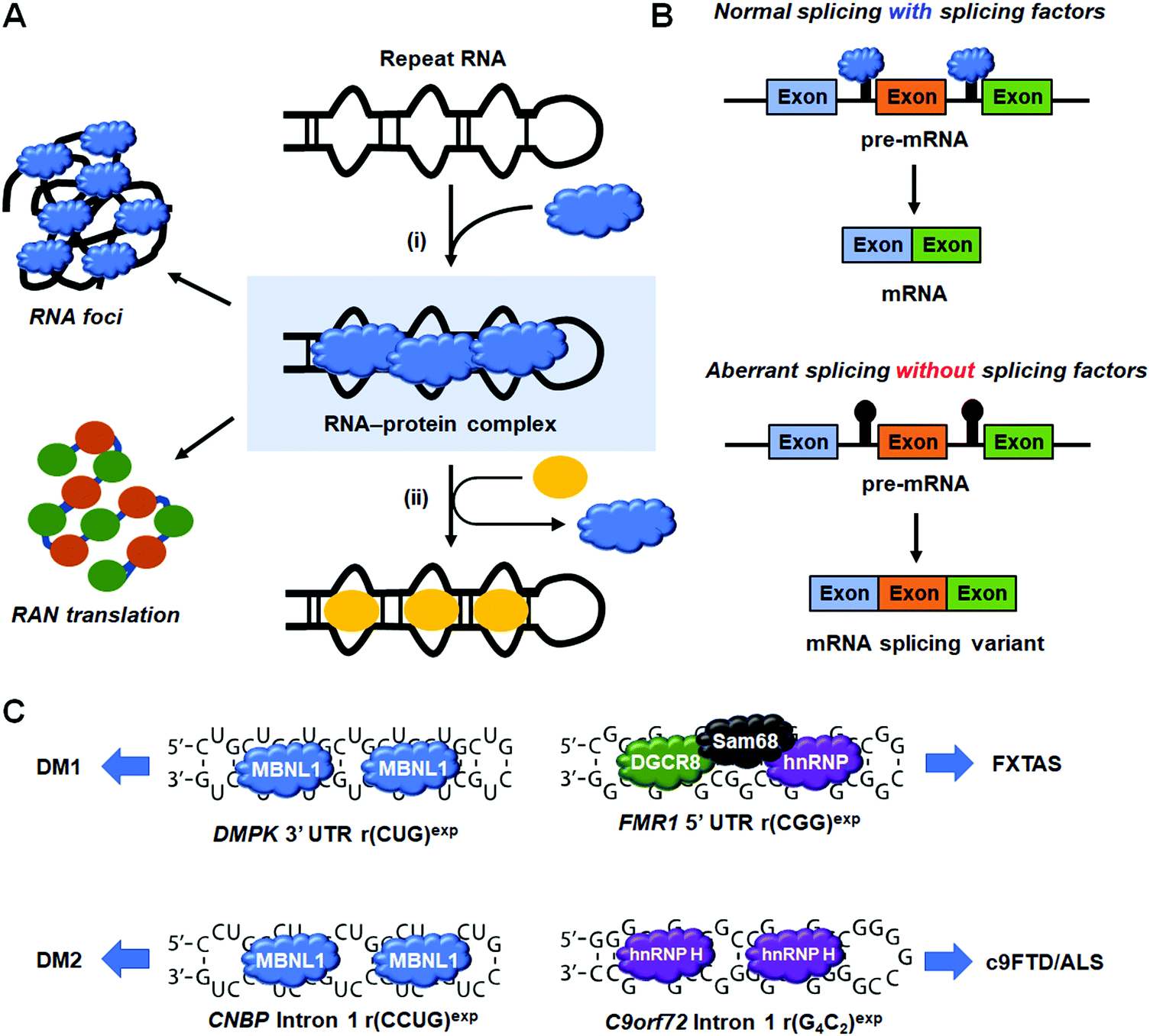 Small Molecule Recognition Of Disease Relevant Rna Structures Chemical Society Reviews Rsc Publishing