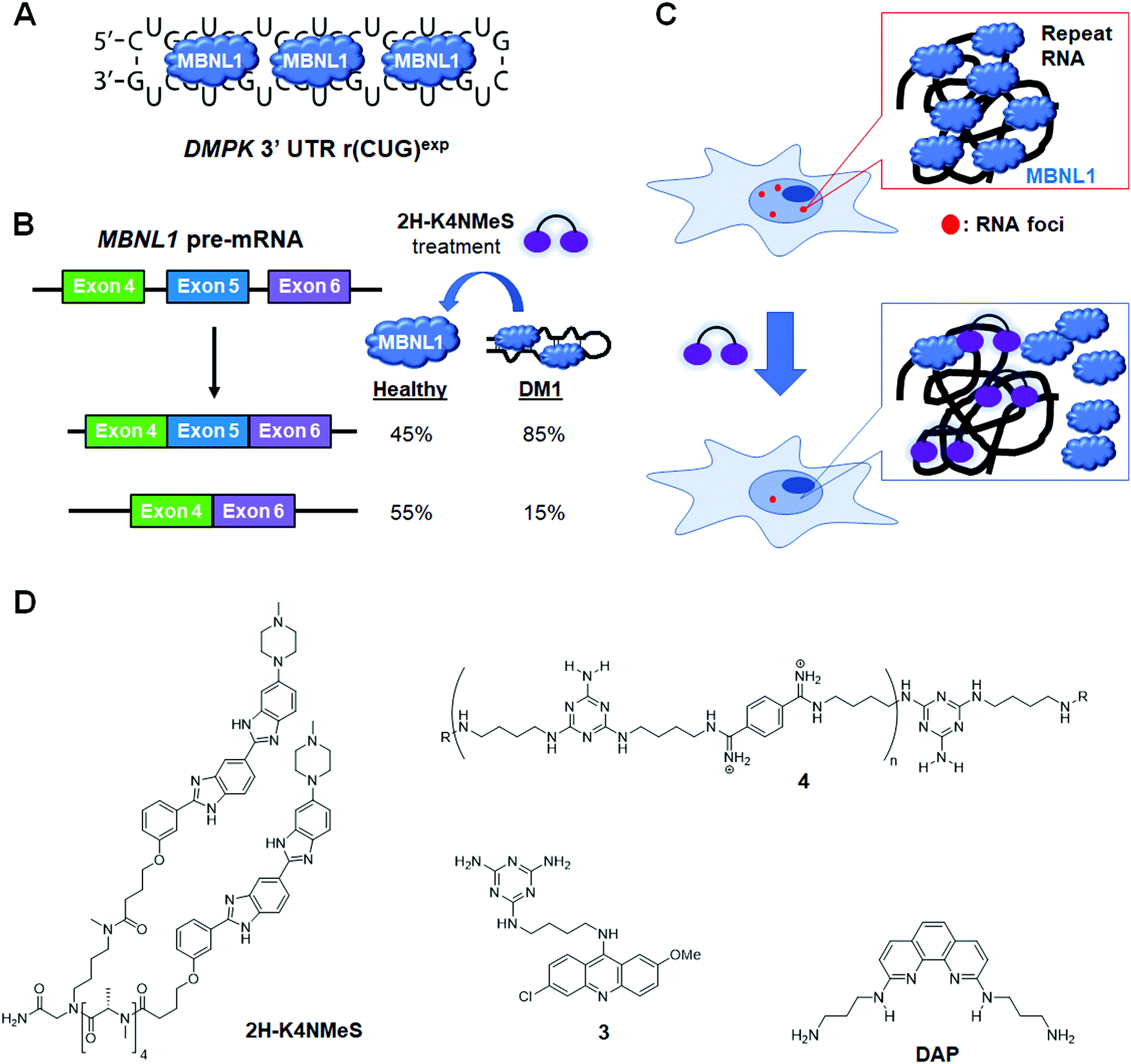 Small Molecule Recognition Of Disease Relevant Rna Structures Chemical Society Reviews Rsc Publishing