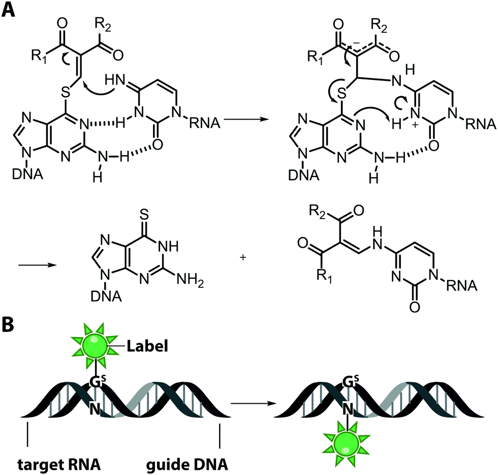 Dna Radioactive Labeling at Monte English blog