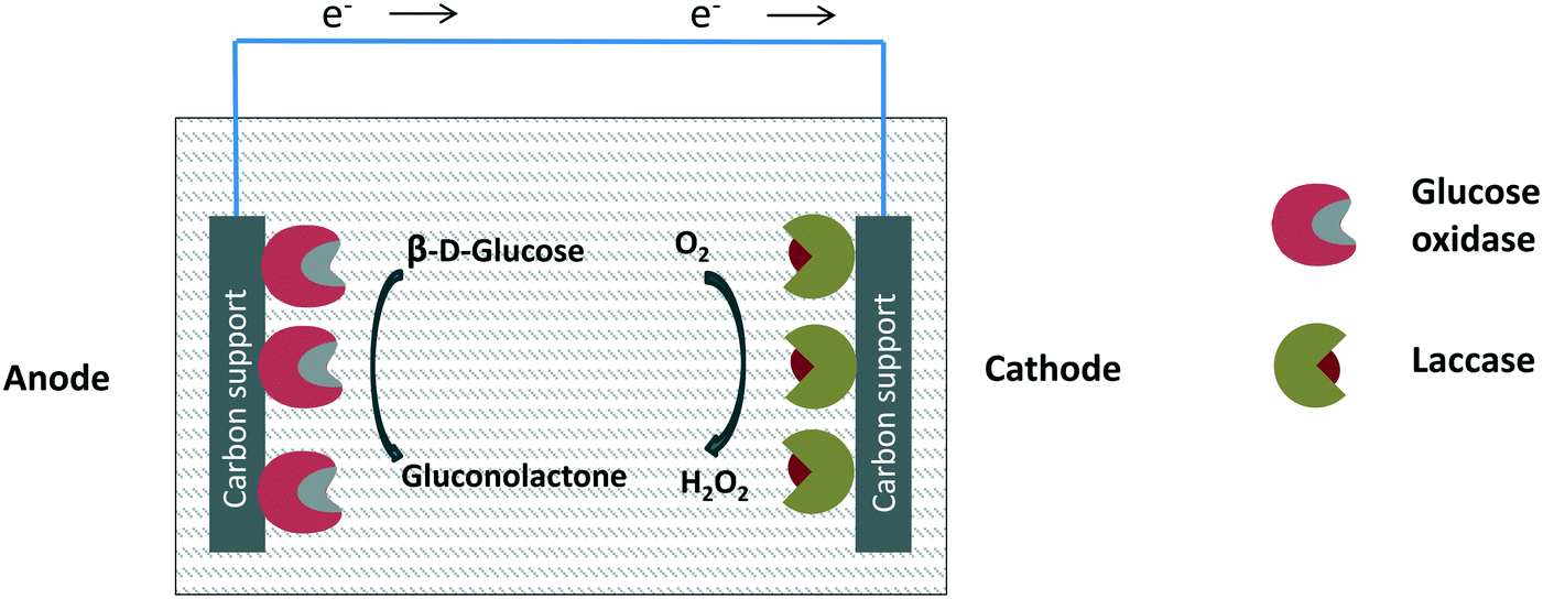 Enzyme Production Of D Gluconic Acid And Glucose Oxidase Successful Tales Of Cascade Reactions Catalysis Science Technology Rsc Publishing