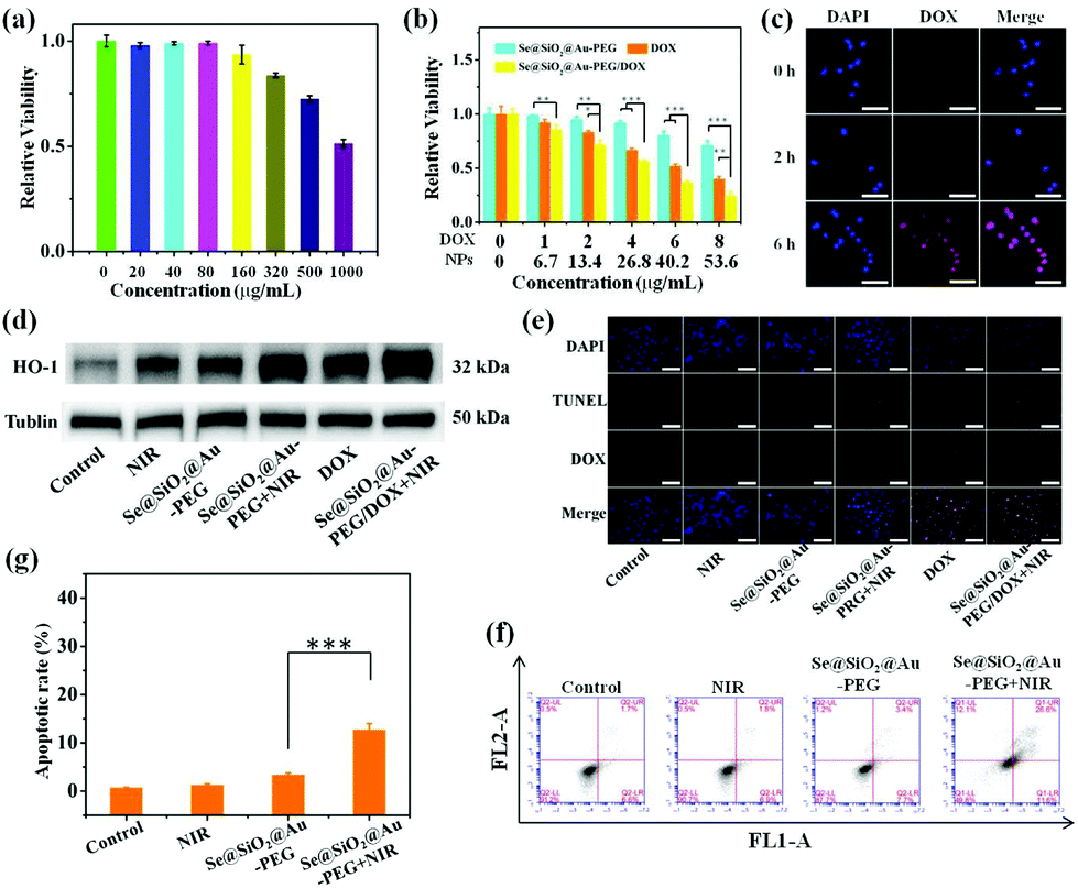 Se Sio2 Au Peg Dox Ncs As A Multifunctional Theranostic Agent Efficiently Protect Normal Cells From Oxidative Damage During Photothermal Therapy Dalton Transactions Rsc Publishing