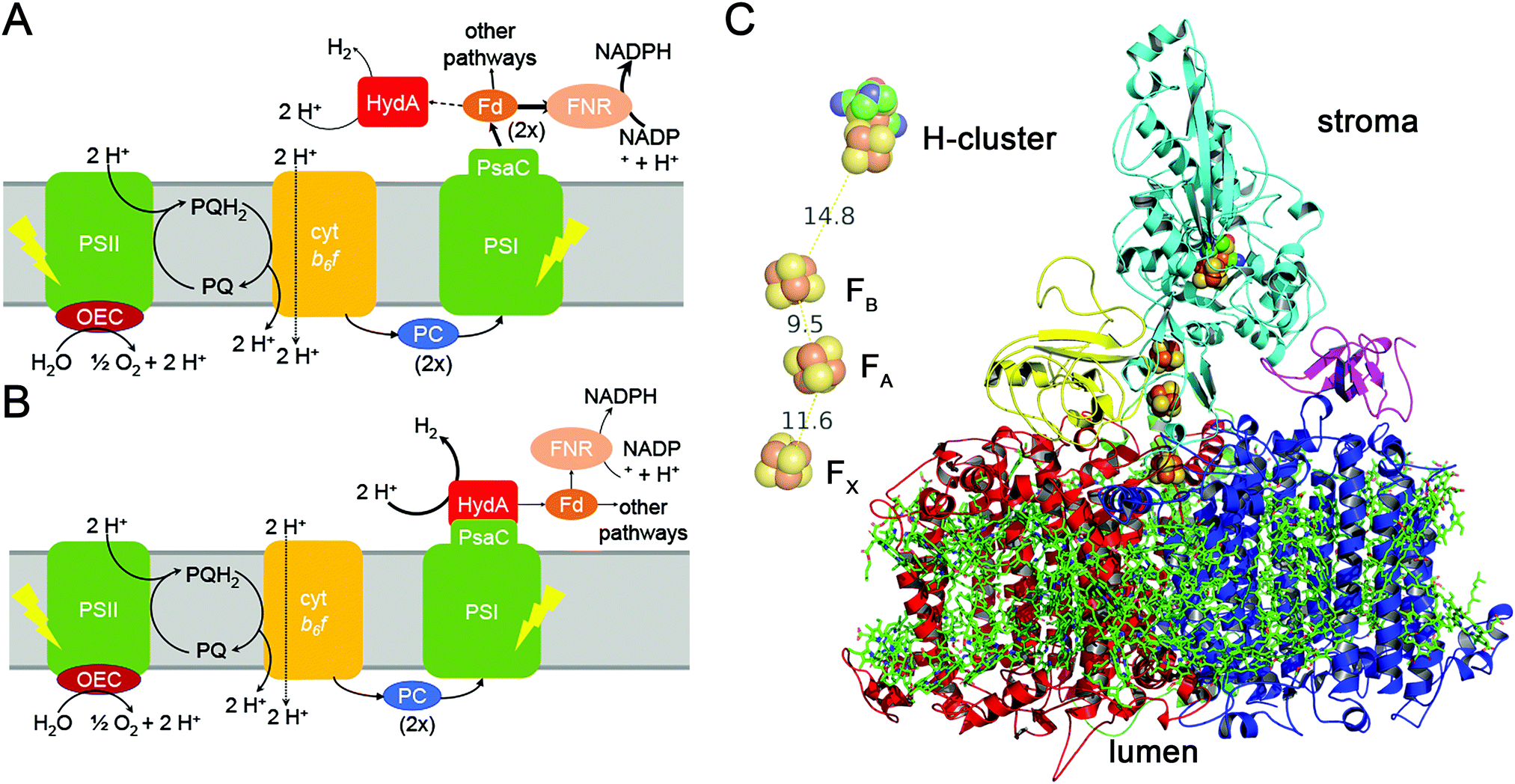 Rewiring Photosynthesis A Photosystem I Hydrogenase Chimera That Makes H2in Vivo Energy Environmental Science Rsc Publishing