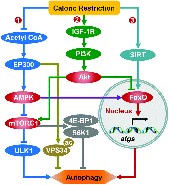 legjobb otthon anti aging arcmaszk anti aging krém hoax