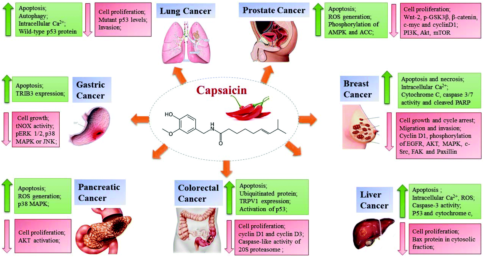 Capsaicin The Major Bioactive Ingredient Of Chili Peppers Bio Efficacy And Delivery Systems Food Function Rsc Publishing