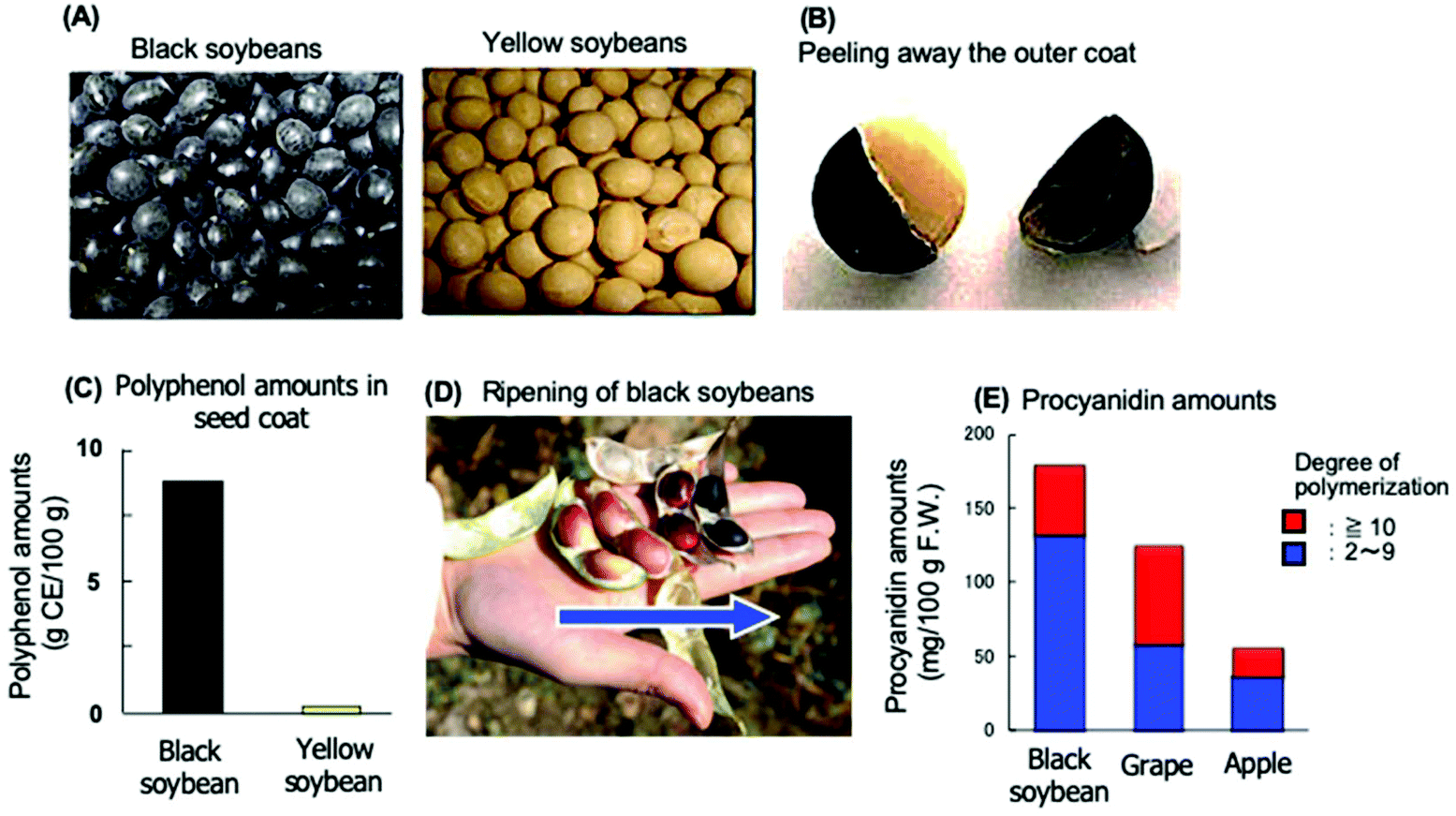 Insights into the potential benefits of black soybean ( Glycine max L