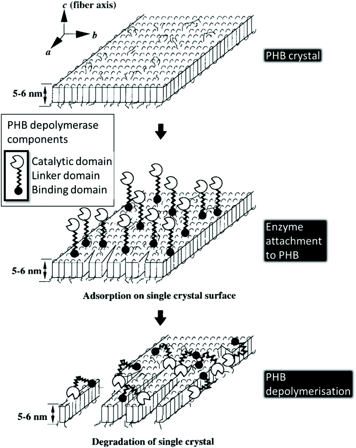 Review Of Recent Advances In The Biodegradability Of Polyhydroxyalkanoate Pha Bioplastics And Their Composites Green Chemistry Rsc Publishing