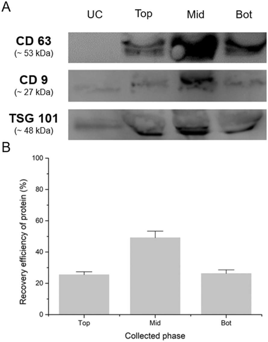 Isolation Of Extracellular Vesicles From Small Volumes Of Plasma Using A Microfluidic Aqueous Two Phase System Lab On A Chip Rsc Publishing