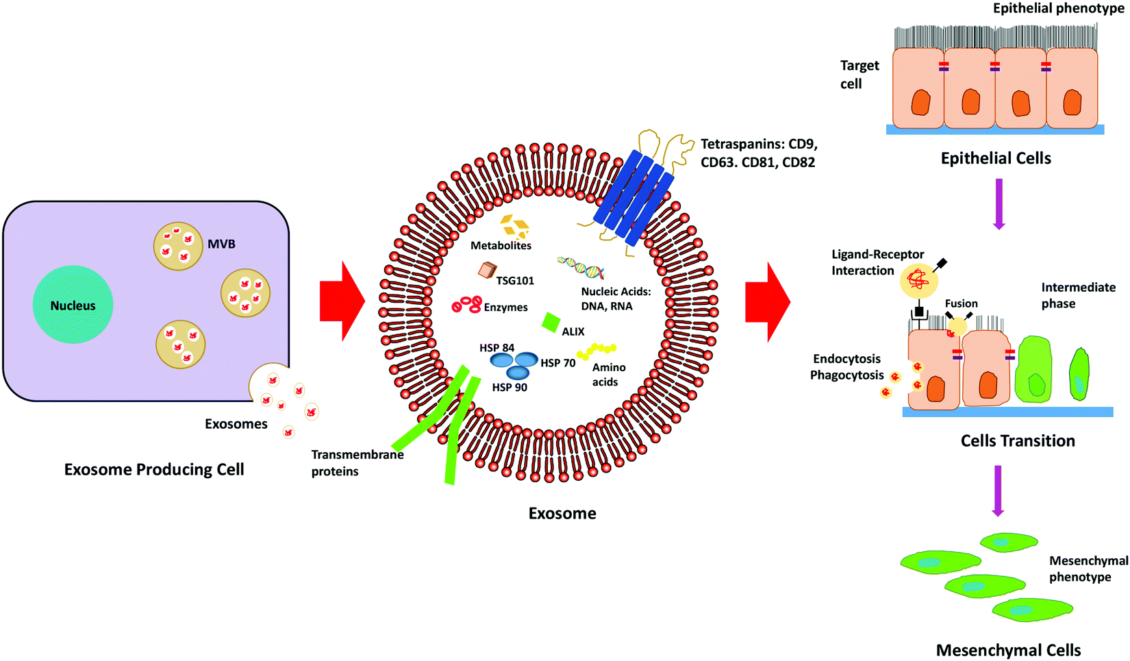 Nanoparticle mediated alteration of EMT dynamics: an approach to ...