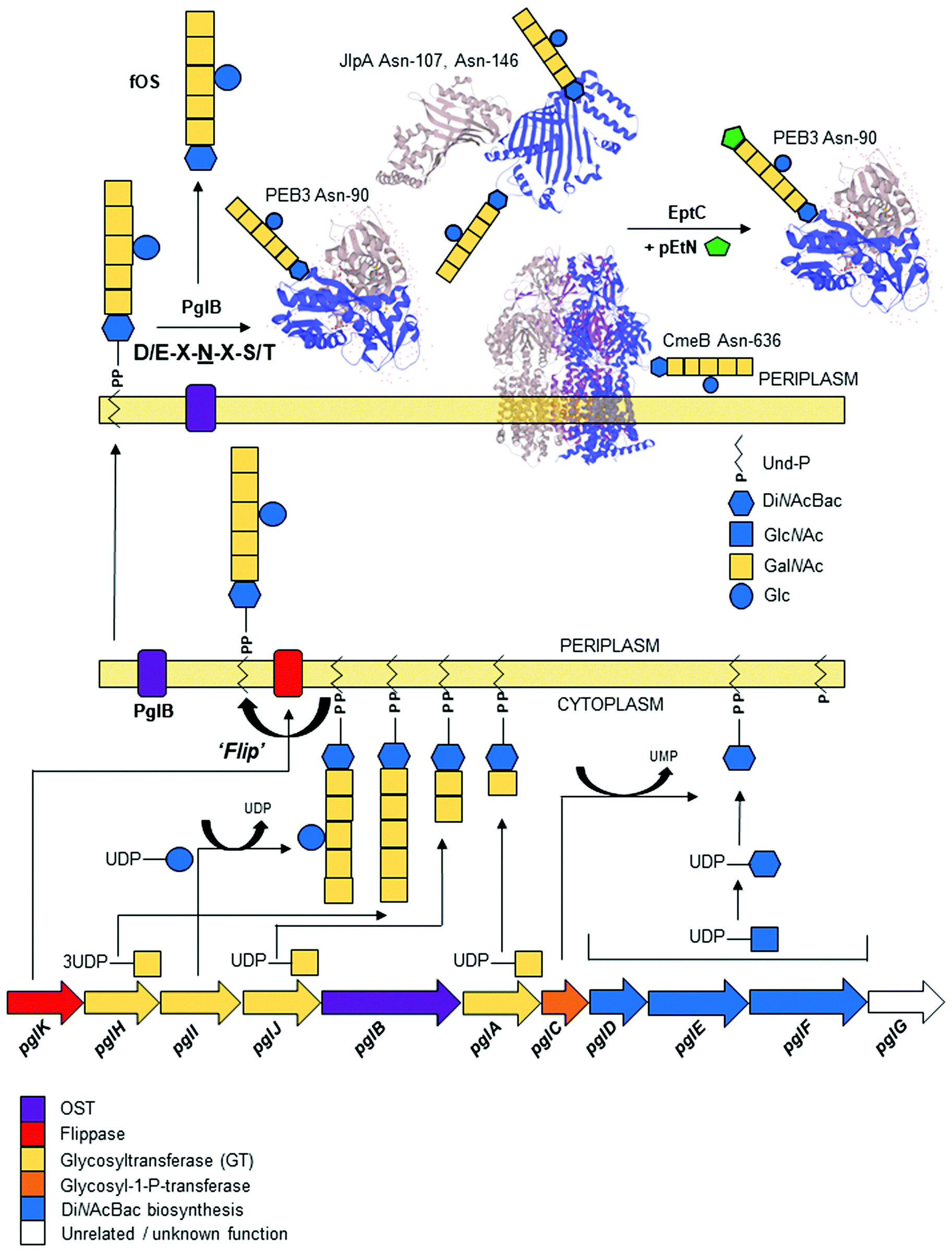 Identifying The Targets And Functions Of N Linked Protein