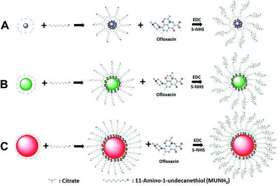 Size-dependent inhibitory effects of antibiotic nanocarriers on ...