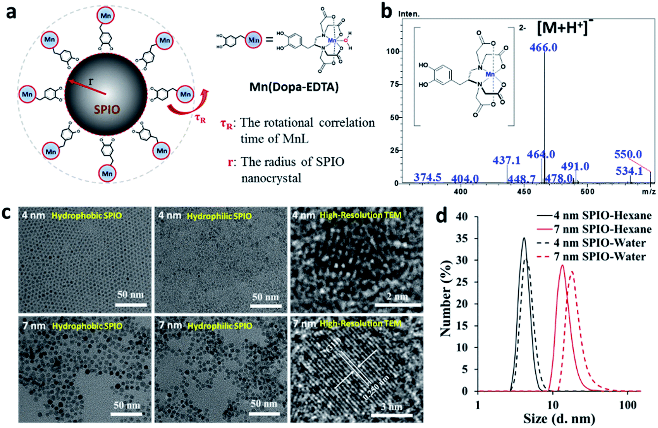 Mn Ii Chelate Coated Superparamagnetic Iron Oxide Nanocrystals As High Efficiency Magnetic Resonance Imaging Contrast Agents Nanoscale Advances Rsc Publishing