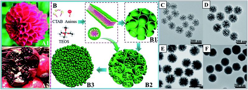 Comprehensive Understanding Of The Synthesis And Formation Mechanism Of ...