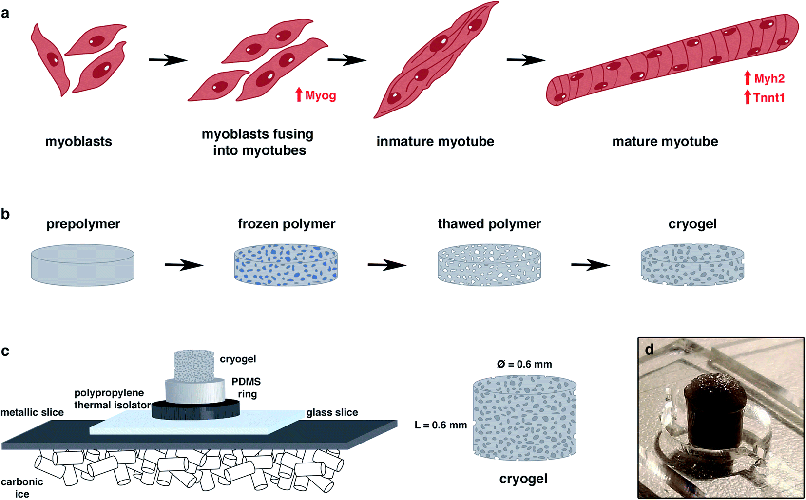 small protein scaffold technology centyrins