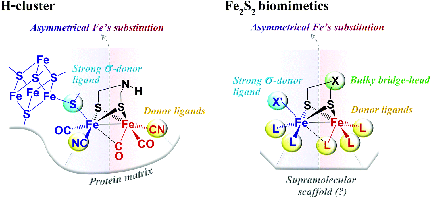 Catalytic H2 Evolution Oxidation In Fefe Hydrogenase Biomimetics Account From Dft On The Interplay Of Related Issues And Proposed Solutions New Journal Of Chemistry Rsc Publishing