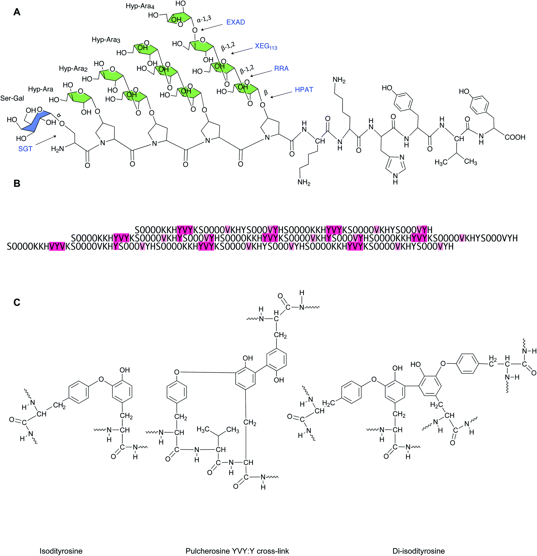 Phenolic Cross Links Building And De Constructing The Plant Cell Wall Natural Product Reports Rsc Publishing