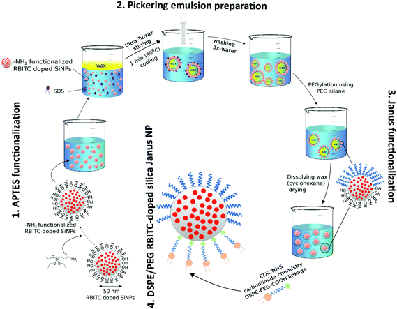 Janus nanoparticles designed for extended cell surface attachment ...