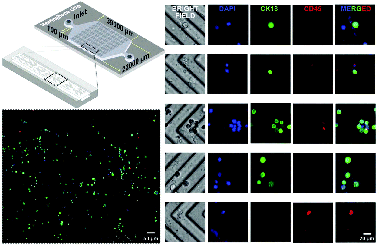 Tutorial Design And Fabrication Of Nanoparticle Based Lateral Flow Immunoassays Nano Market Zohal