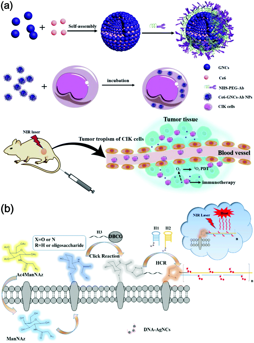 Research Advances In Integrated Theranostic Probes For Tumor Fluorescence Visualization And Treatment Nanoscale Rsc Publishing