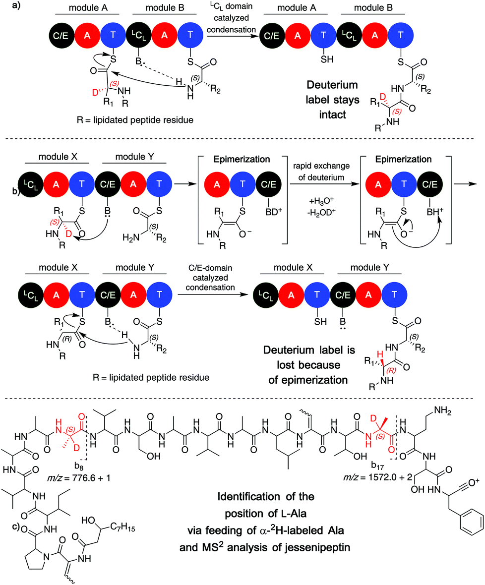 Structure Elucidation Of Bacterial Nonribosomal Lipopeptides Organic Biomolecular Chemistry Rsc Publishing